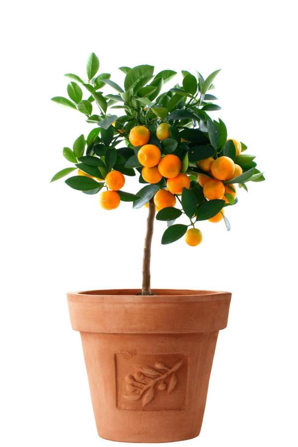 דירות טרוגיר Orange Tree Garden מראה חיצוני תמונה